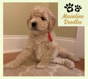 labradoodle therapy puppies for sale